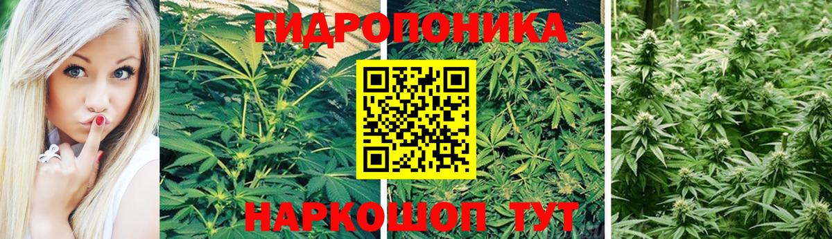 Каннабис семена Усть-Джегута